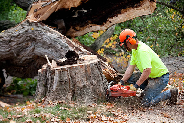 Best Tree Disease Treatment  in Benld, IL